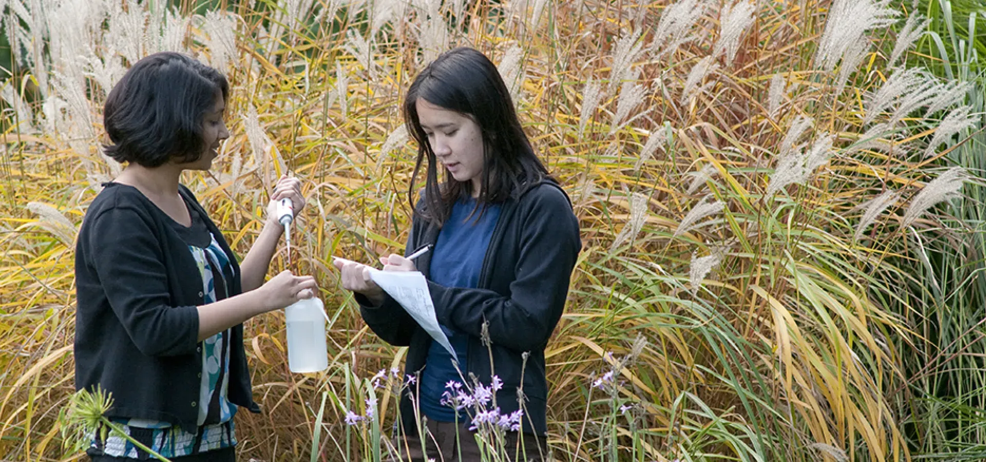 两个澳门葡京博彩软件的学生站在高高的草丛中取标本